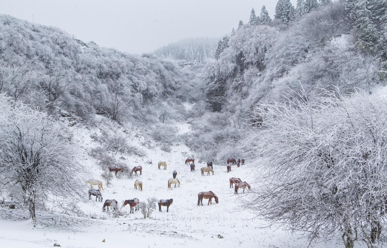 冰雪2.png